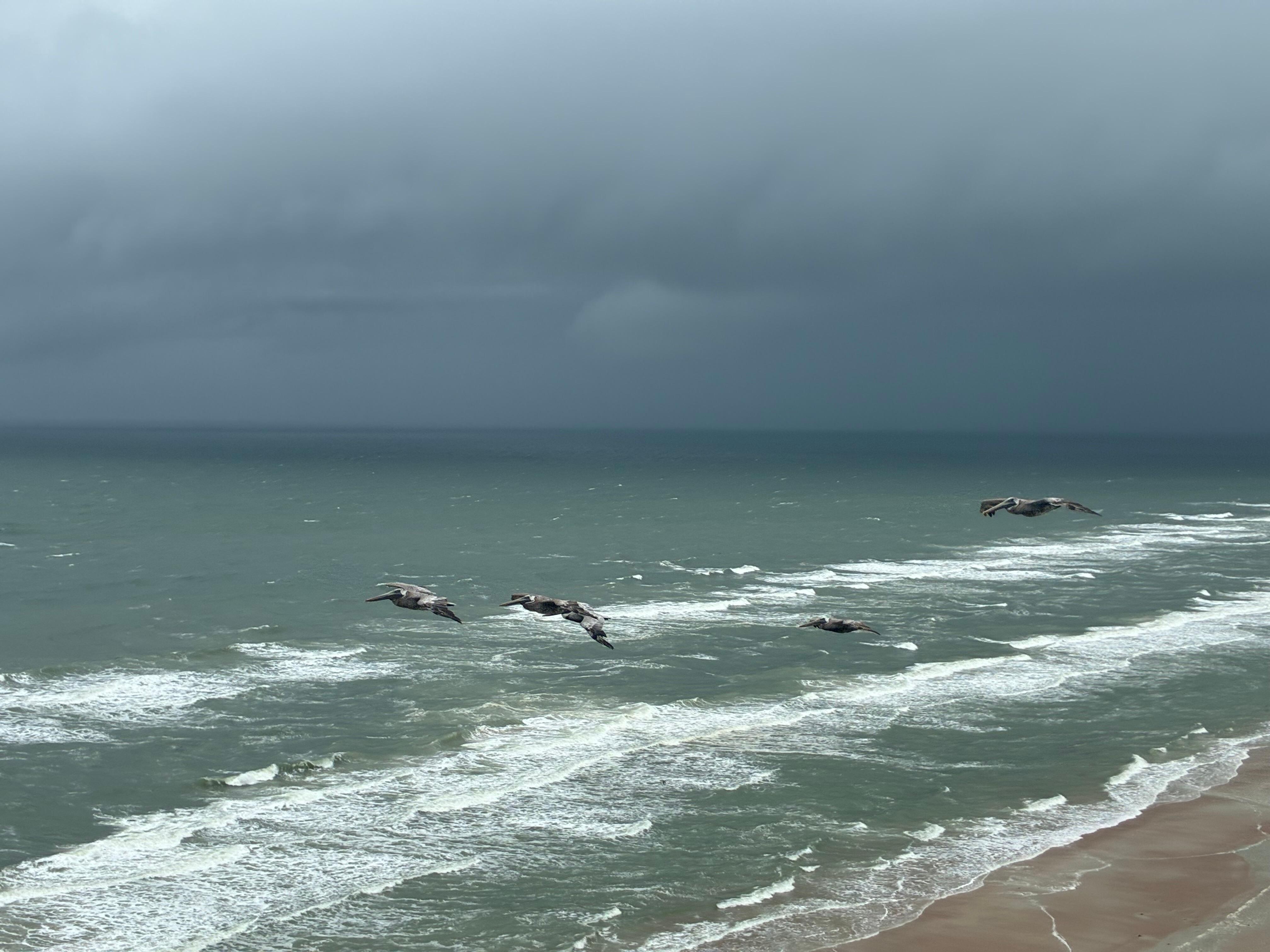 Seagulls on their way!