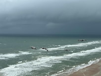 Seagulls on their way!