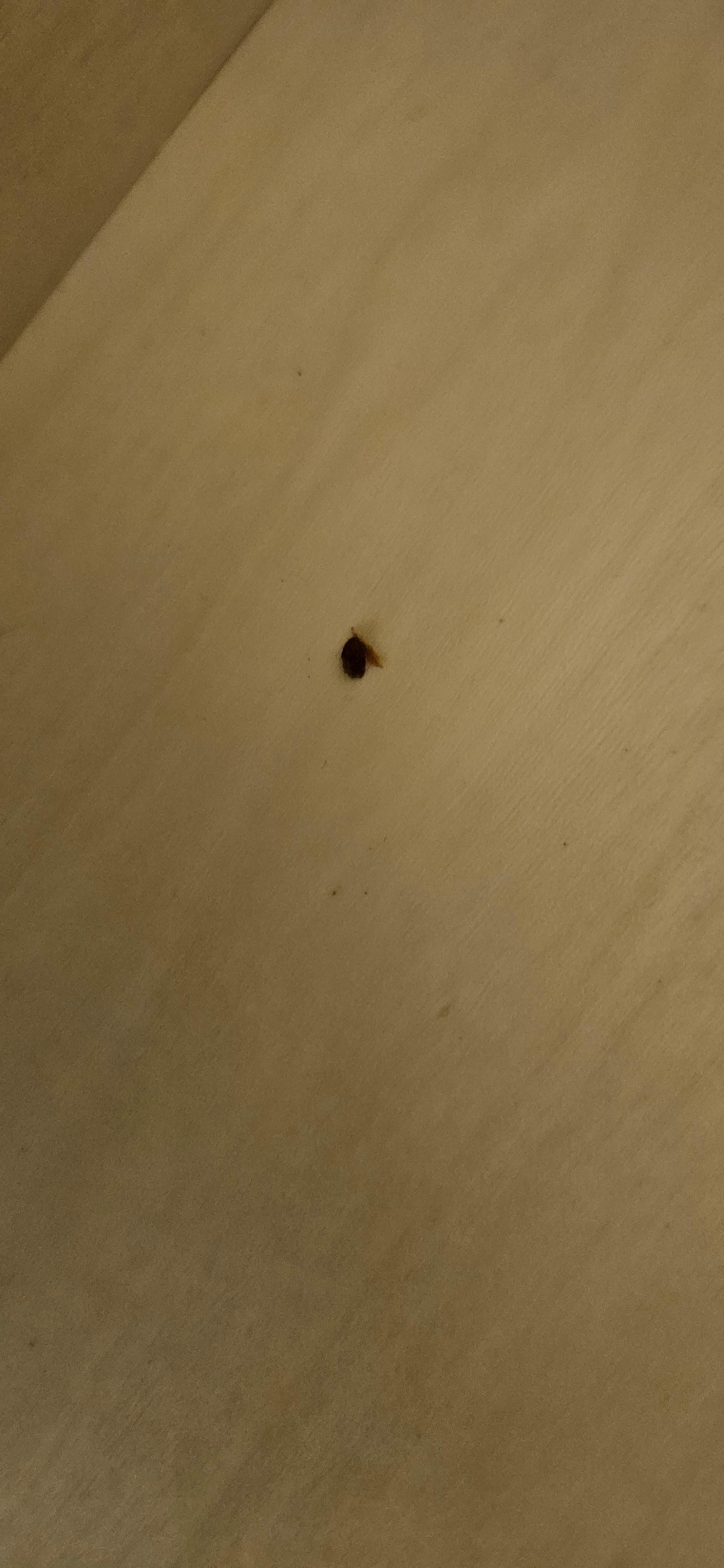 Some type of bug in the dresser drawer