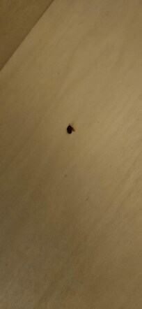 Some type of bug in the dresser drawer