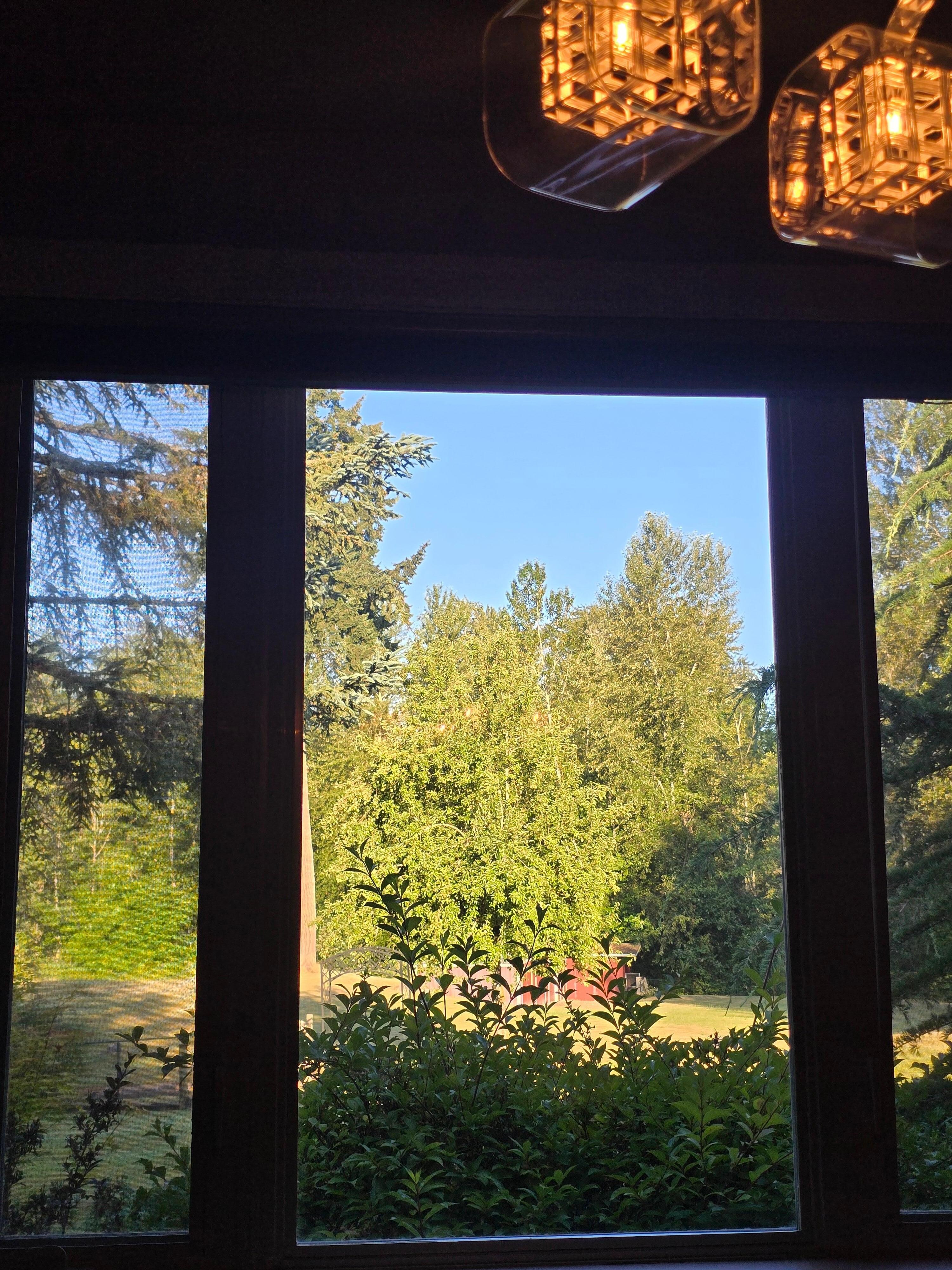 The view of the backyard from the dining room table.