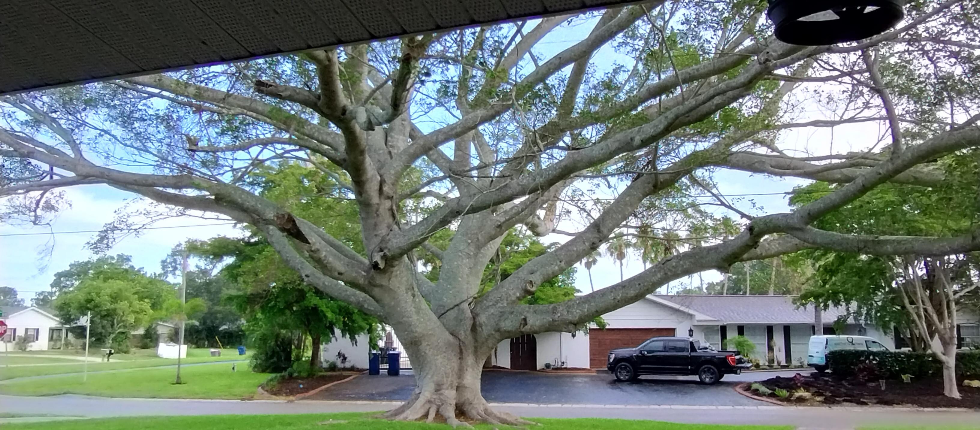 Beautiful tree in front yard