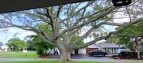 Beautiful tree in front yard