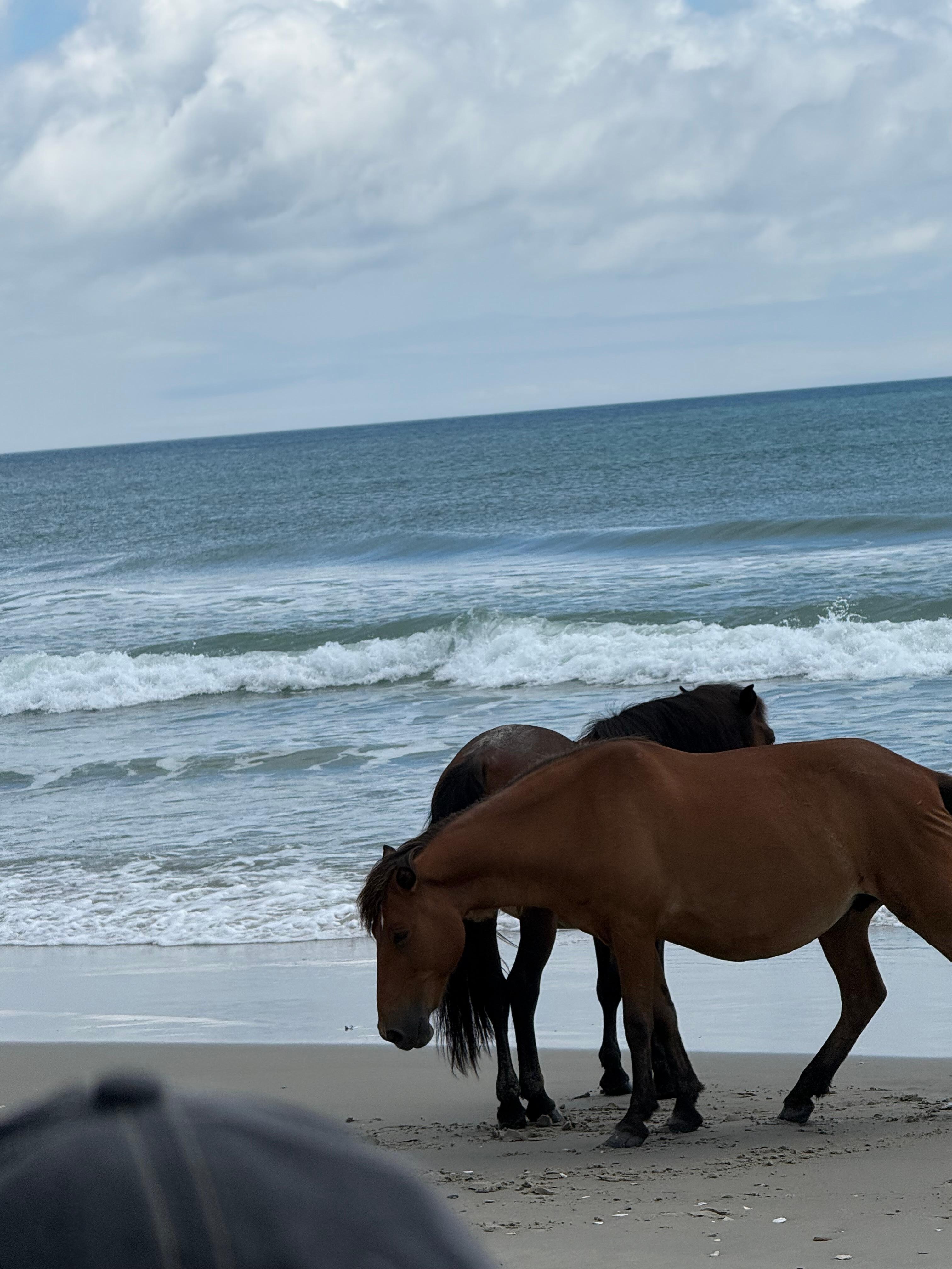 Wild pony tour