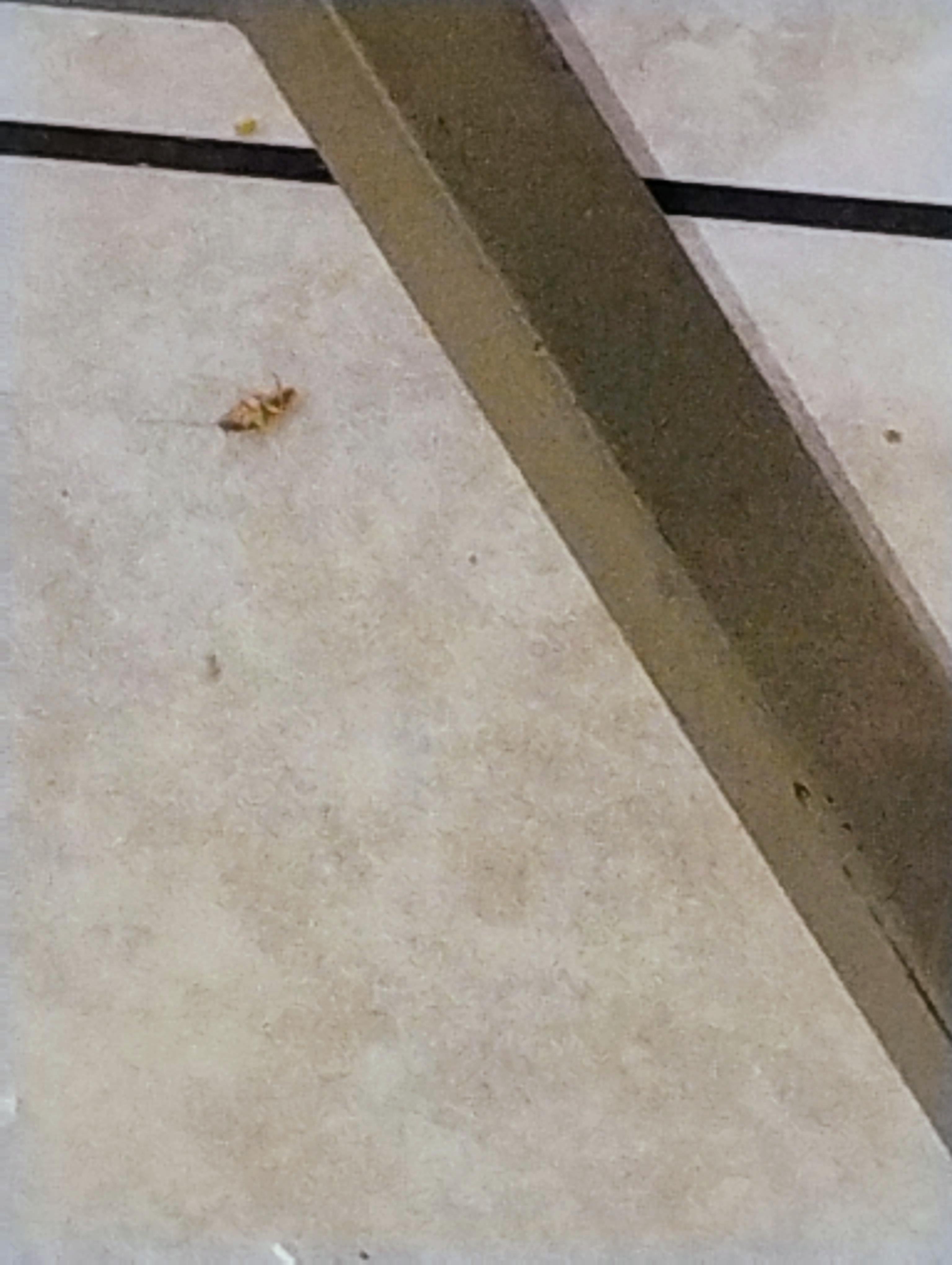 Roach under the table in the lobby