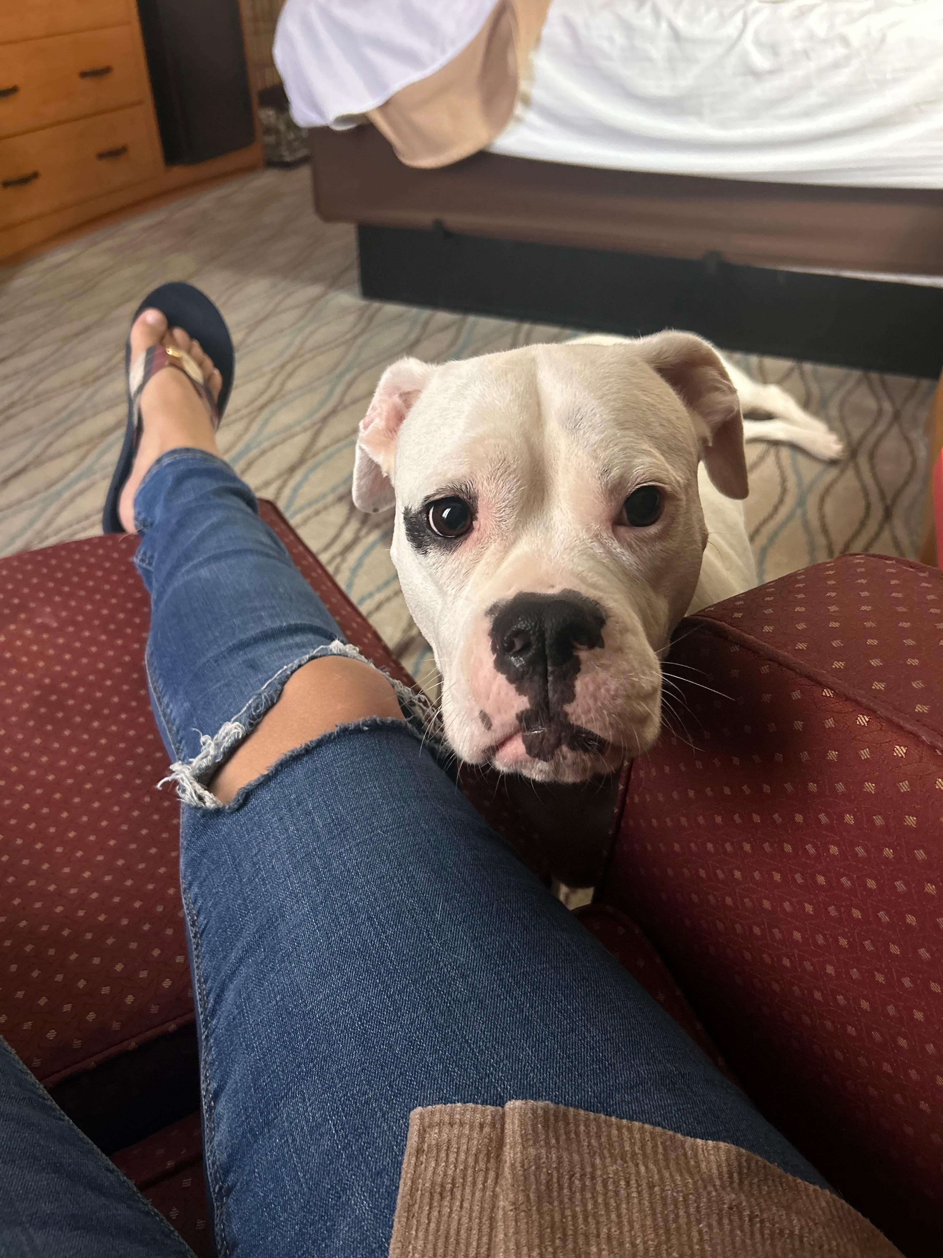 Pet friendly is very important to us since traveling full time with our fur babies! 