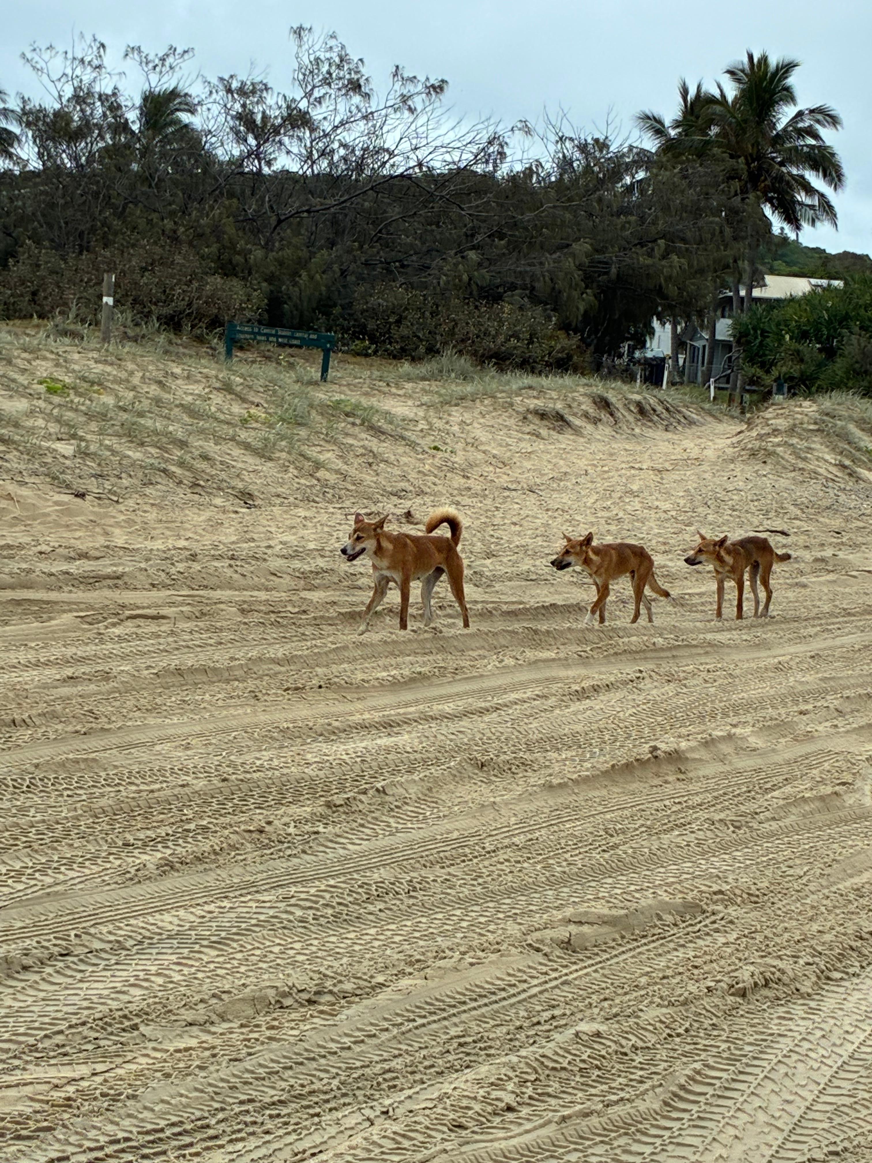 Dingoes