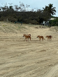 Dingoes