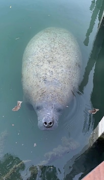 One of the manatees that visited!