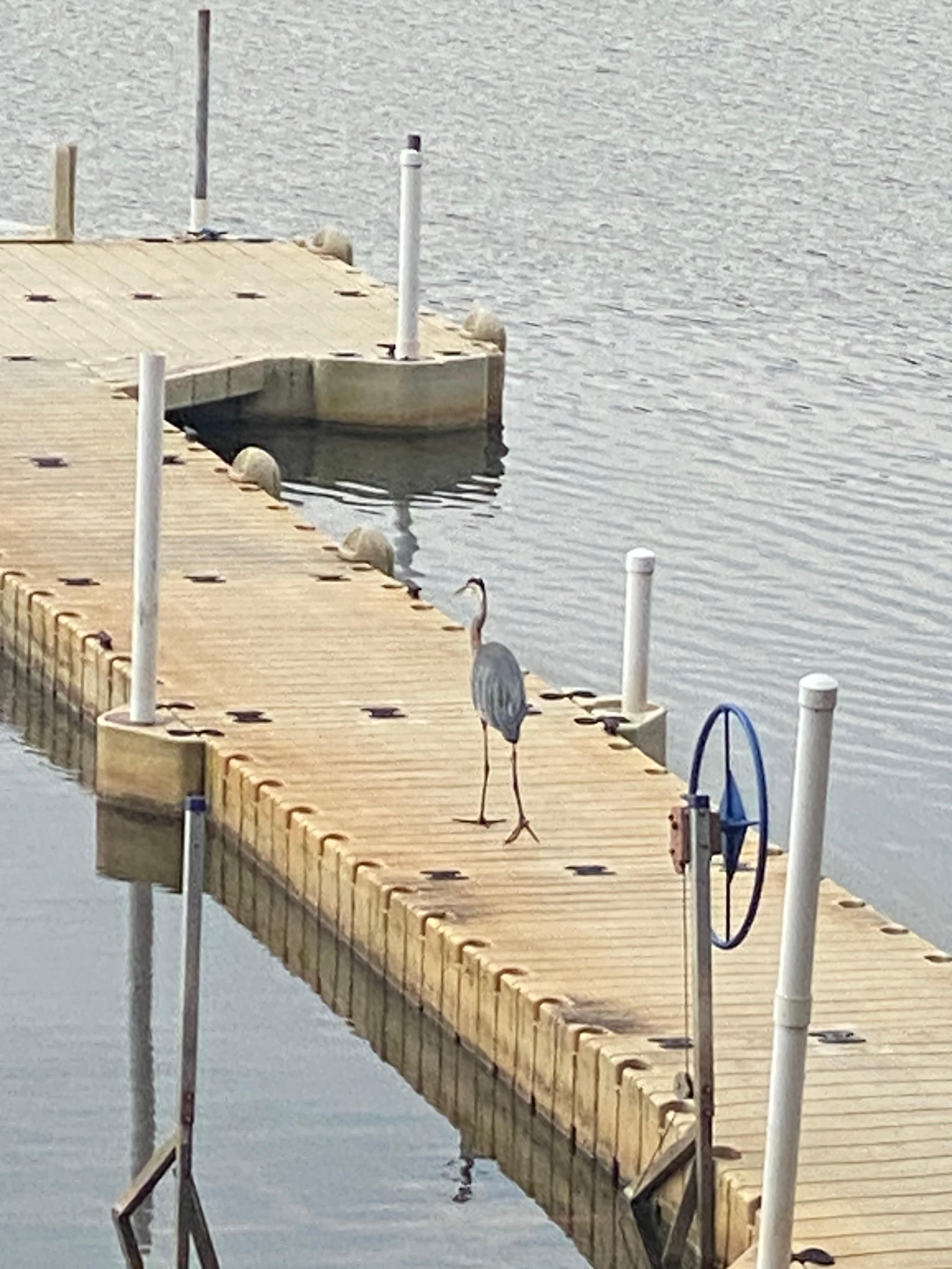 A daily visitor