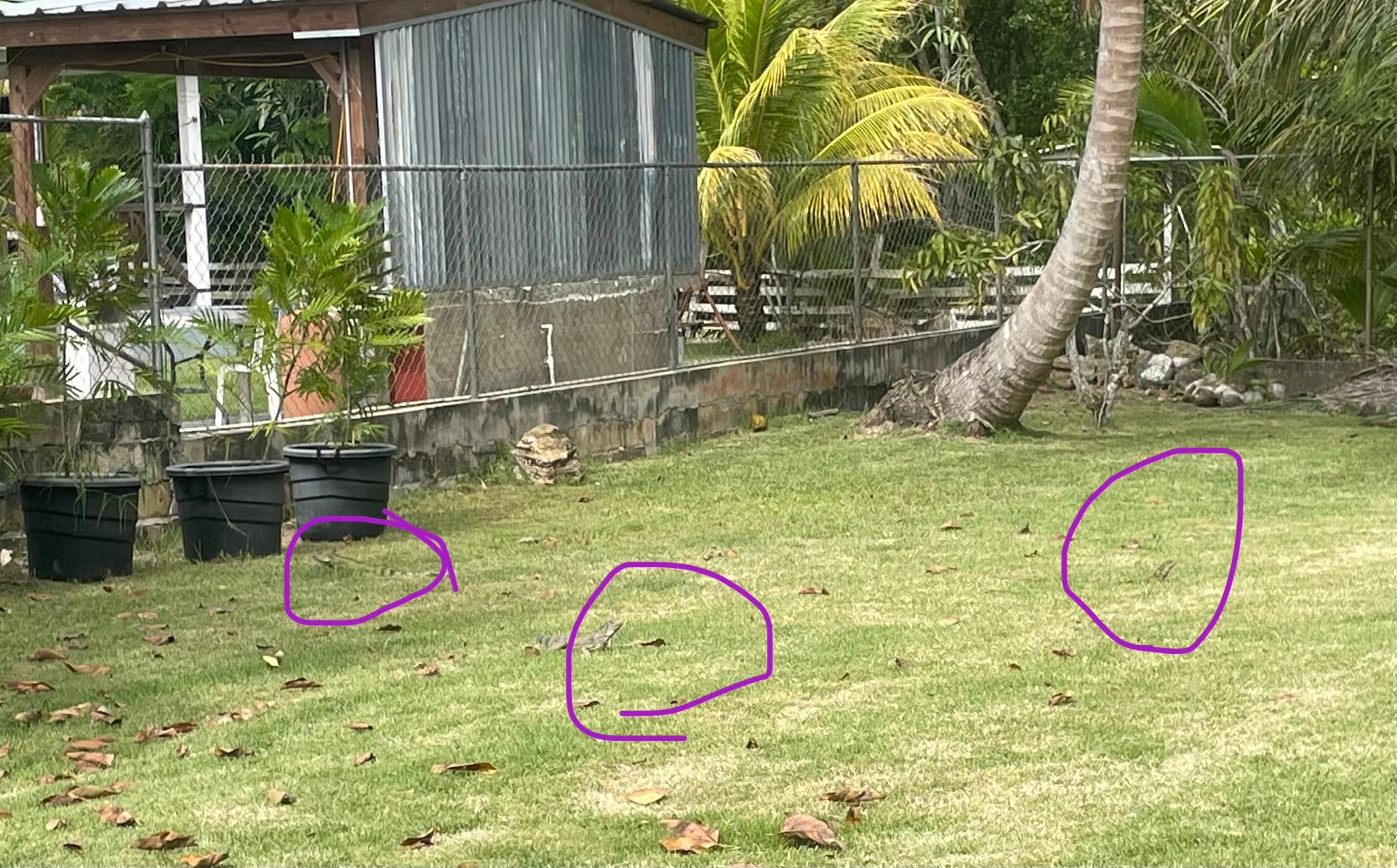 Back yard iguanas