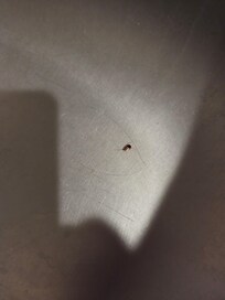 Cockroach in sink.