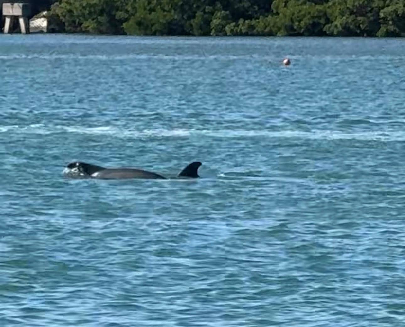 Dolphins swimming