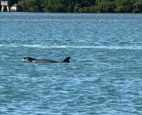 Dolphins swimming