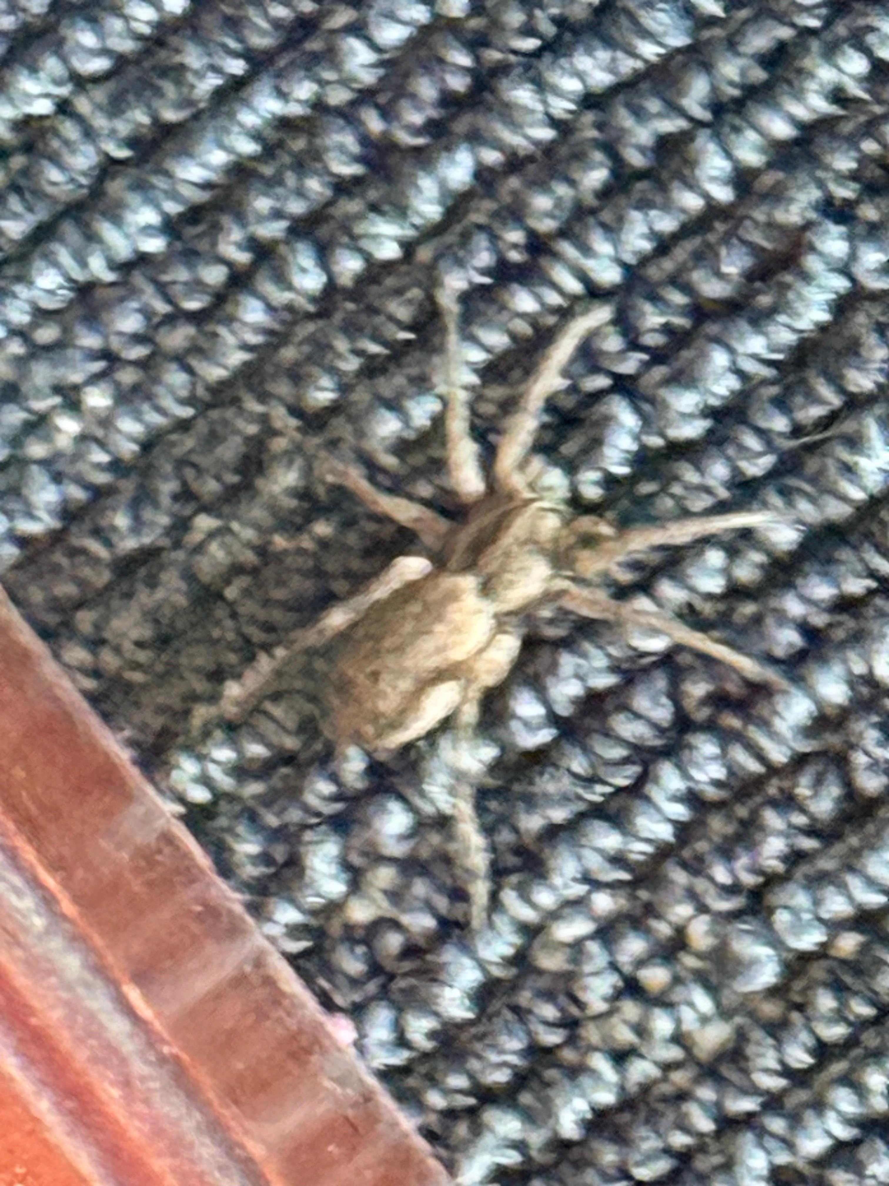 There was a huge spider. Creeped me out!! 