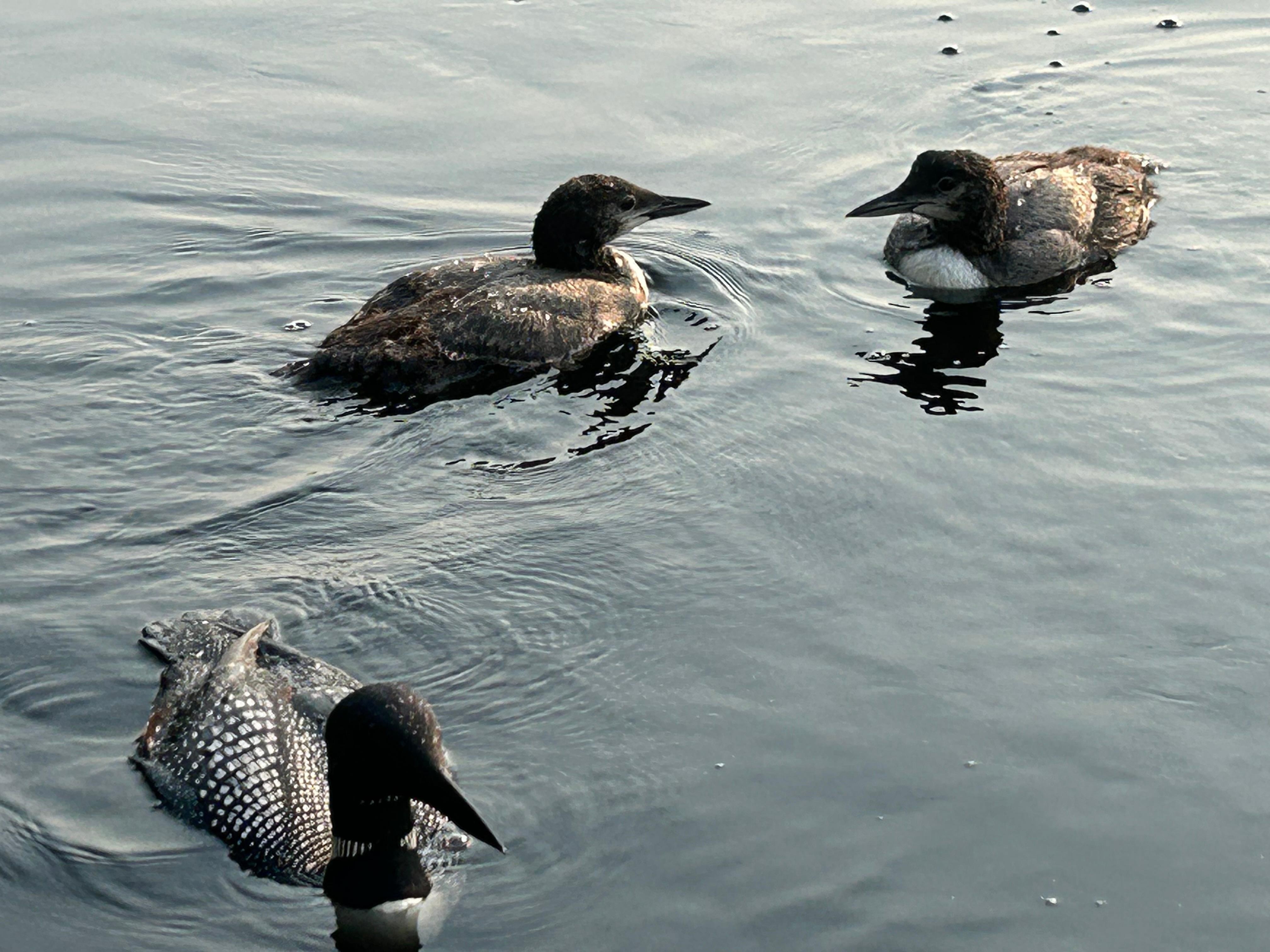 Right off the end of the dock. Momma loon and her two loonlets. 