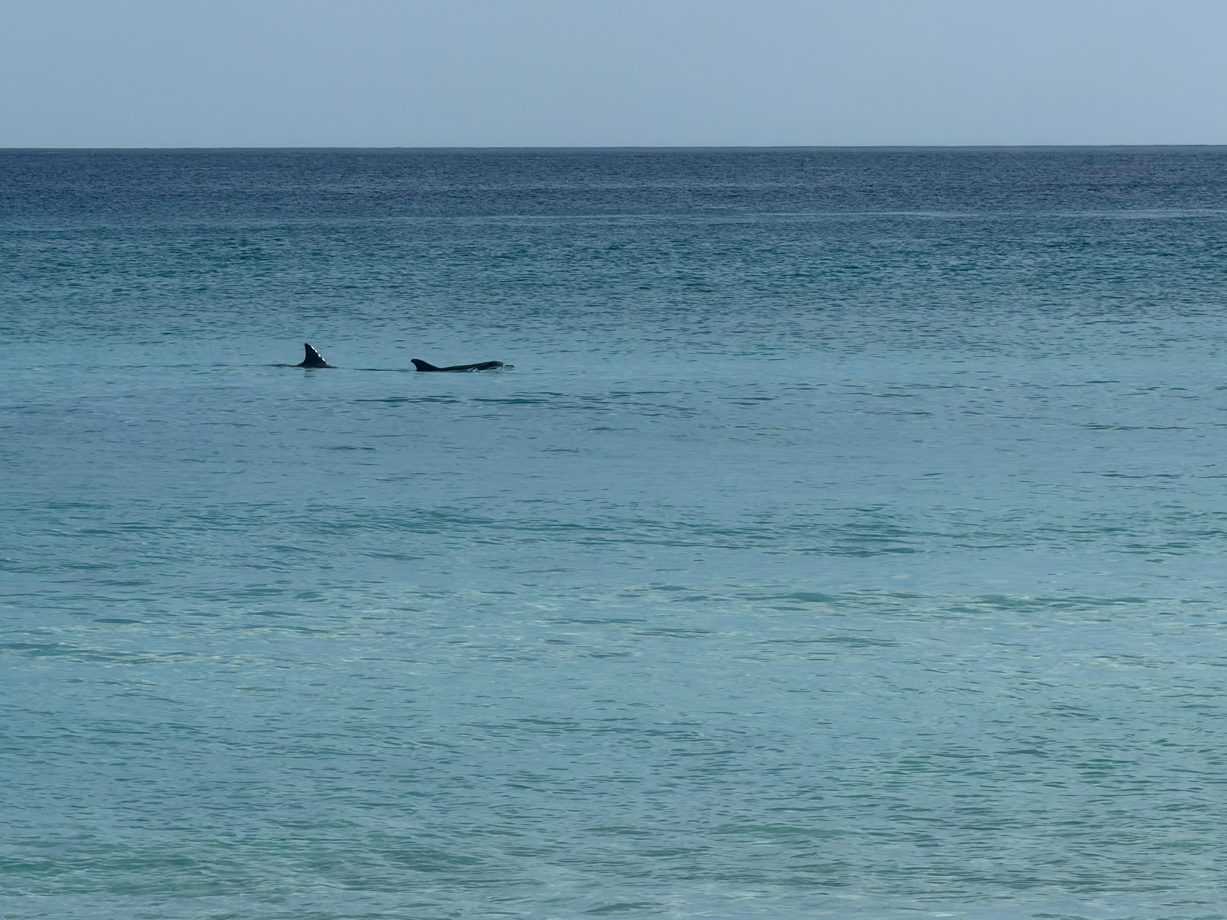 We enjoyed watching the dolphin show every afternoon while we were there!!