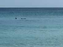 We enjoyed watching the dolphin show every afternoon while we were there!!