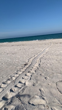 Sea Turtle Tracks