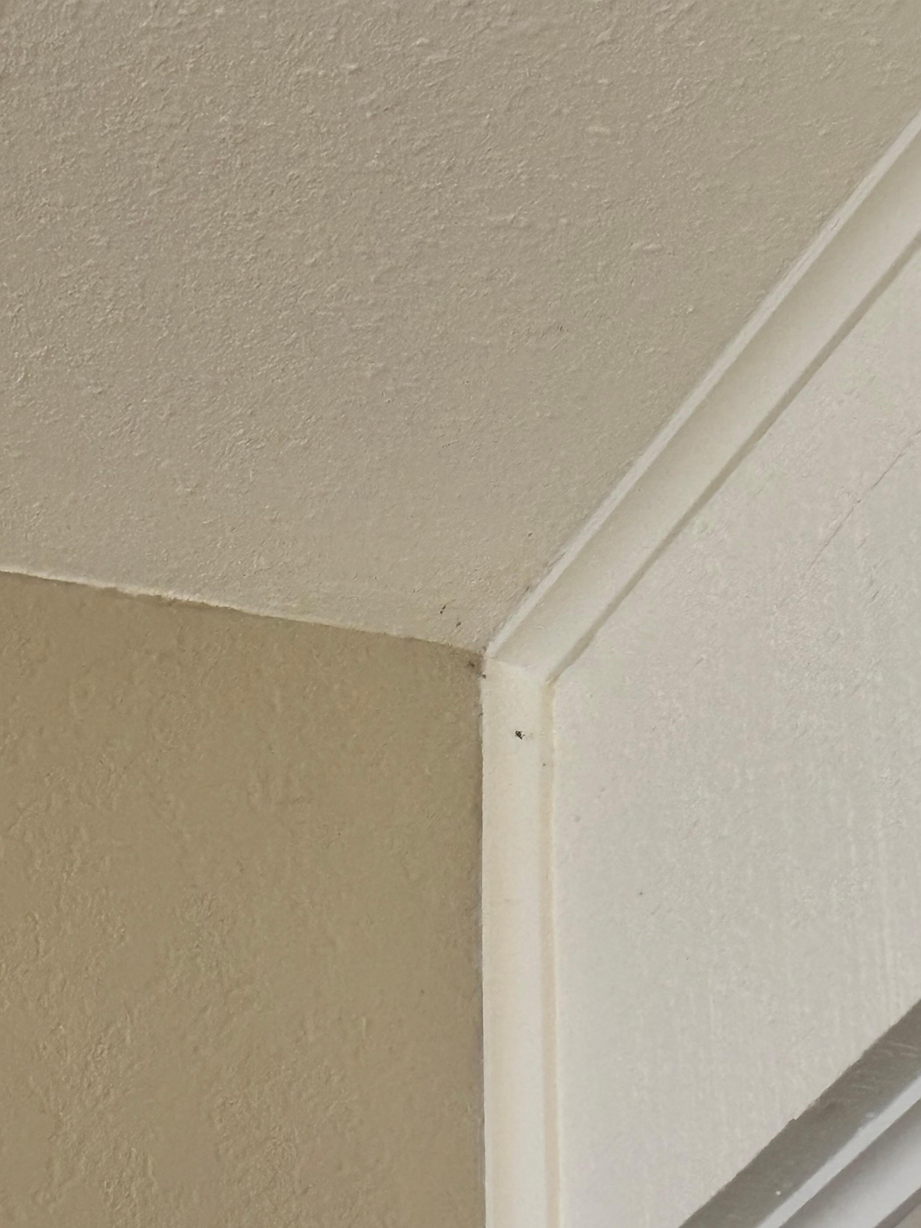Hard to see but there were cobwebs and tiny spiders in every corner - didn’t take pics of all of them as I was in cleaning mode right away.  Grateful that there was a vacuum and broom in the unit.  