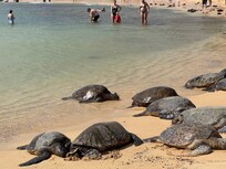 Honu (sea turtles)