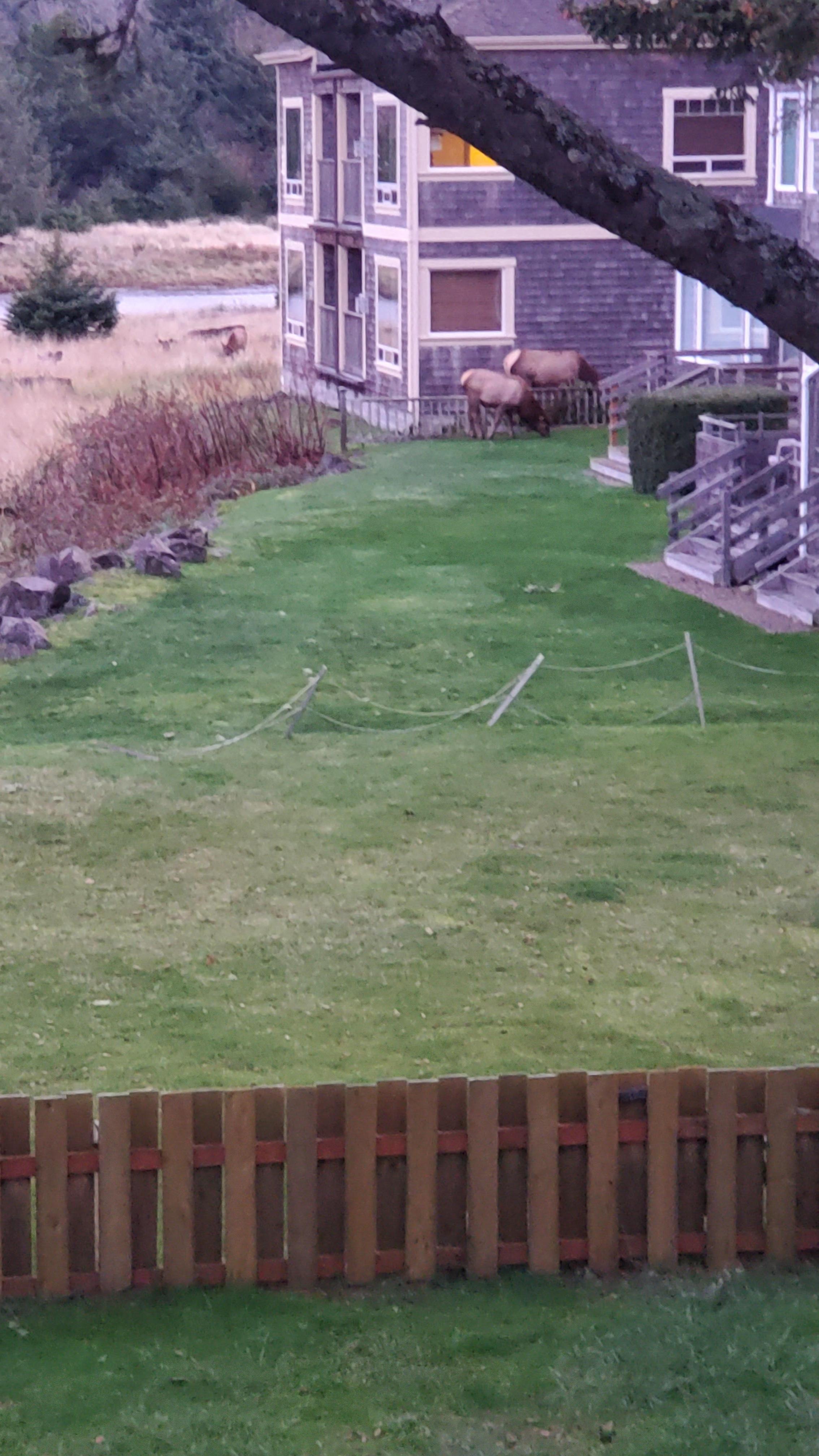 View the local elk from balcony 