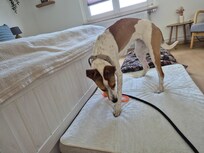 Hundebett