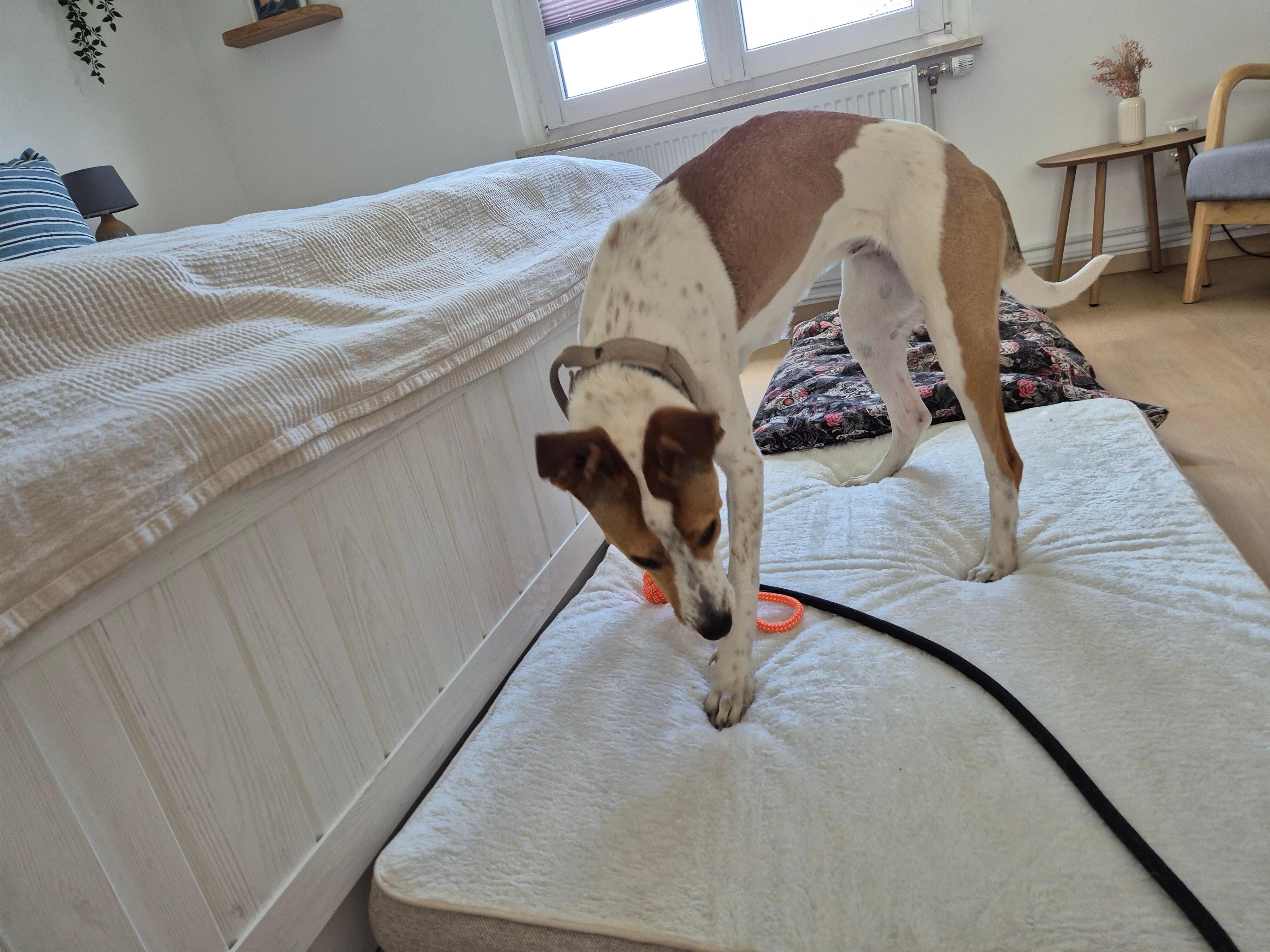 Hundebett