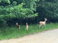 Momma and babies ☺️