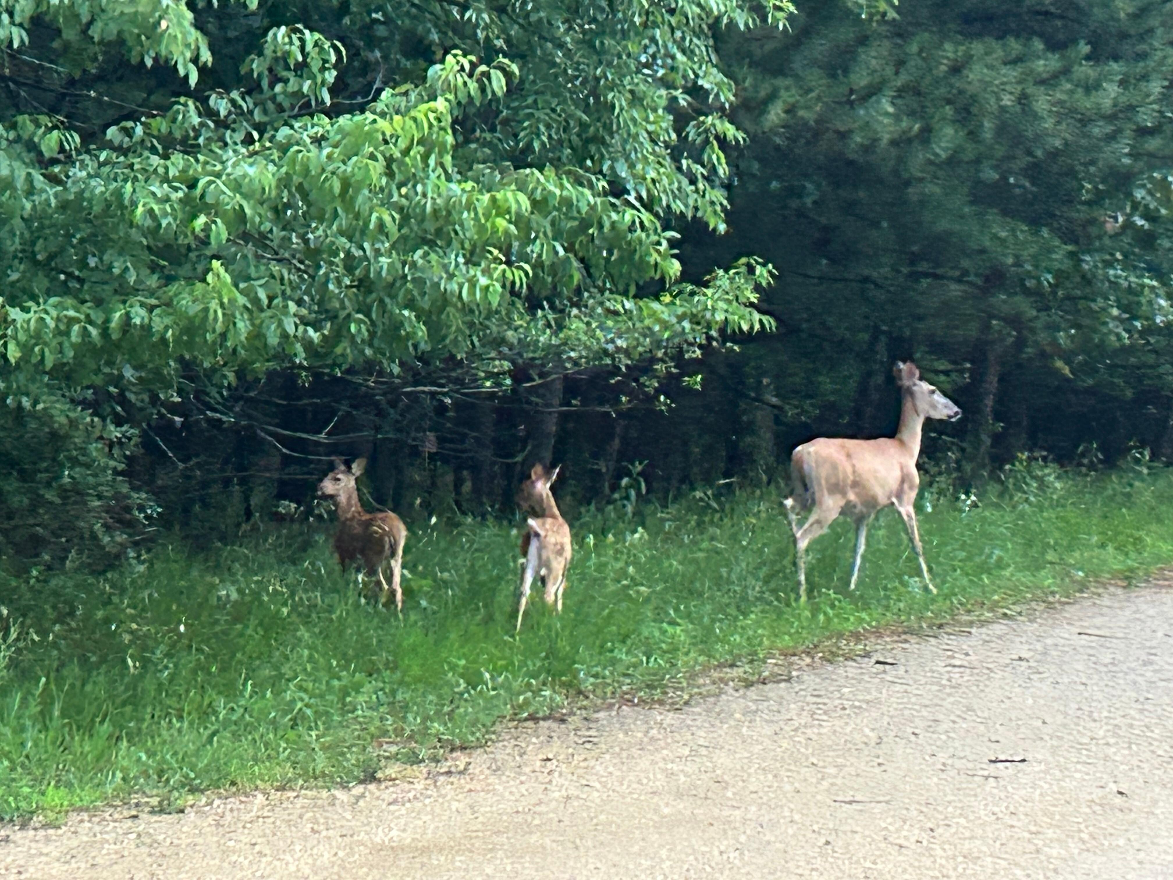 Momma and babies ☺️