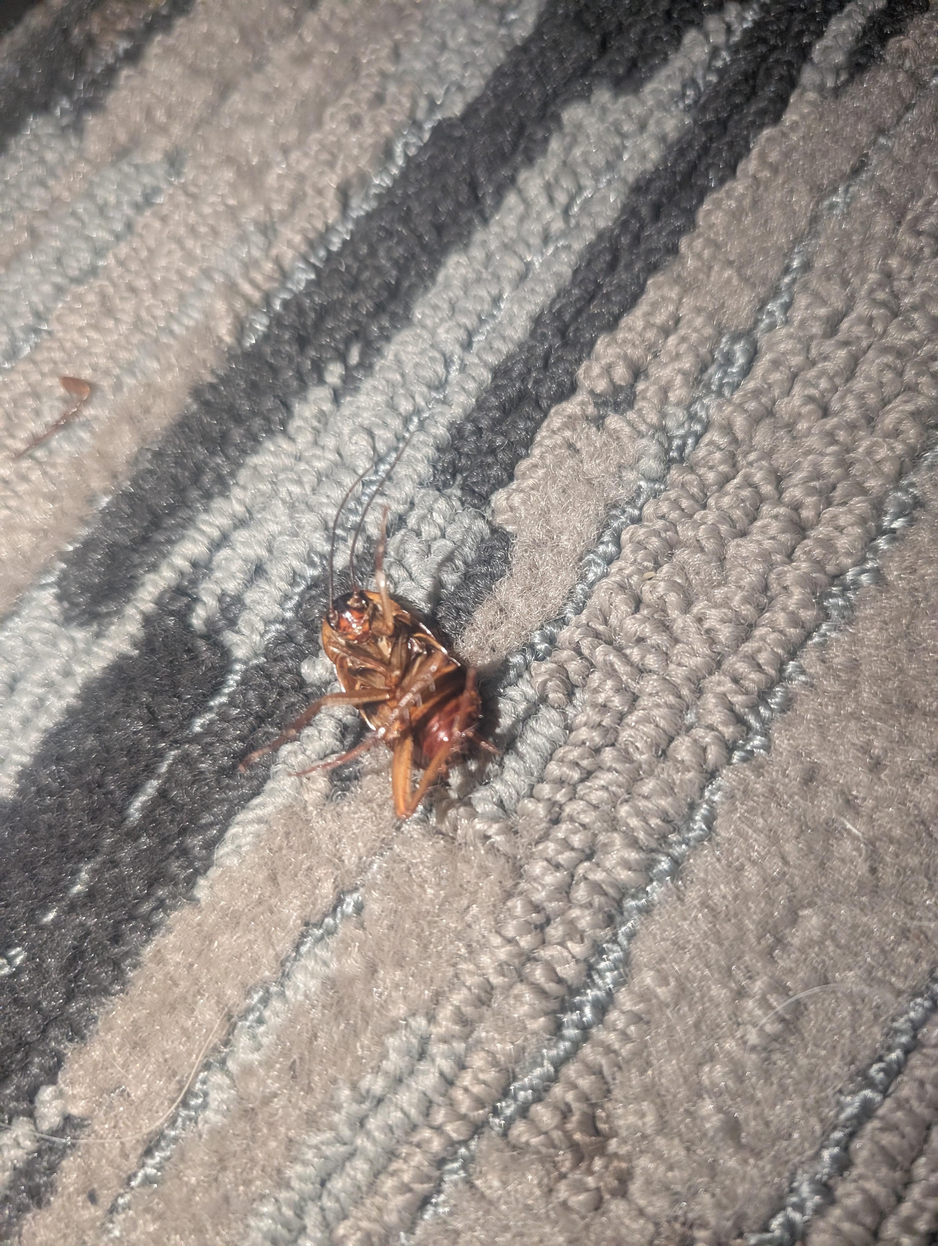 Closer picture of a roach in the room