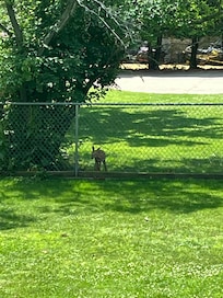 Fawn that came by our cabin one morning before all of us headed out for the day.
