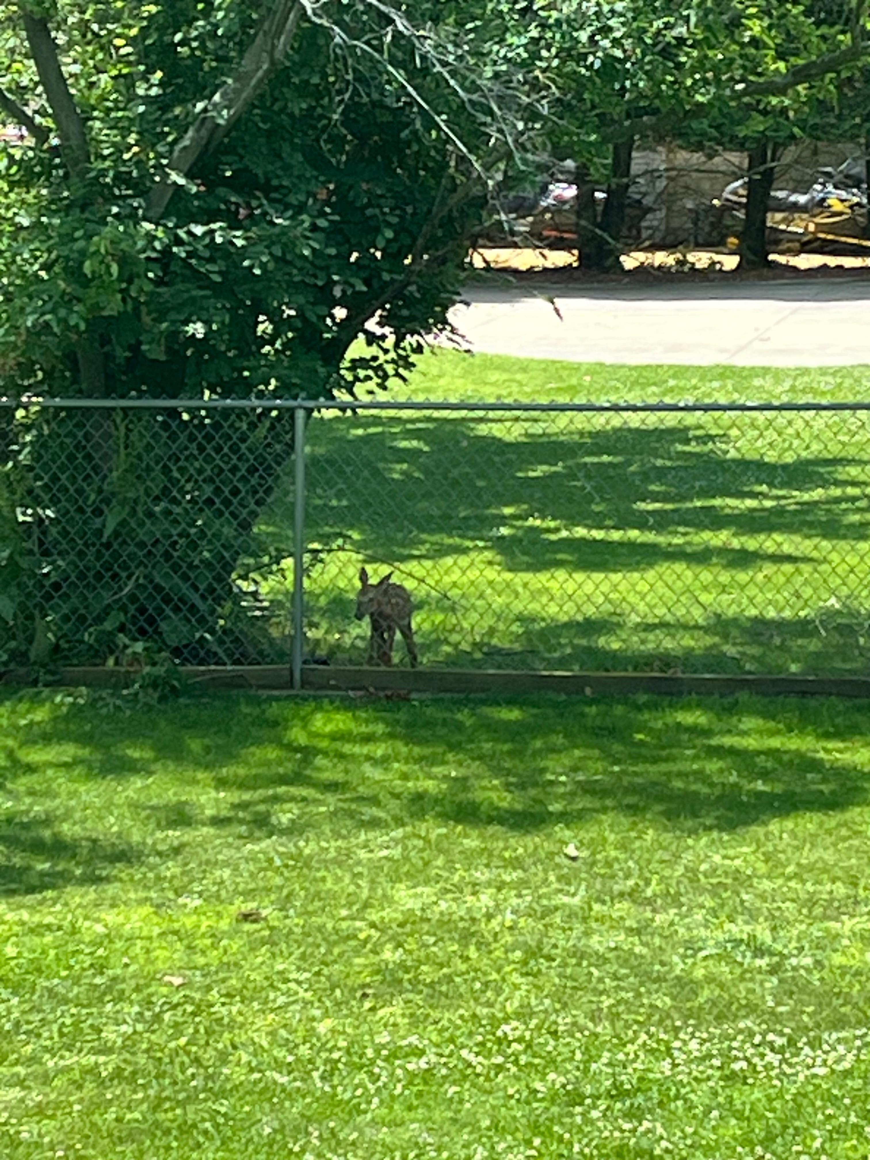 Fawn that came by our cabin one morning before all of us headed out for the day. 