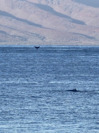 Love whale watching from the lanai