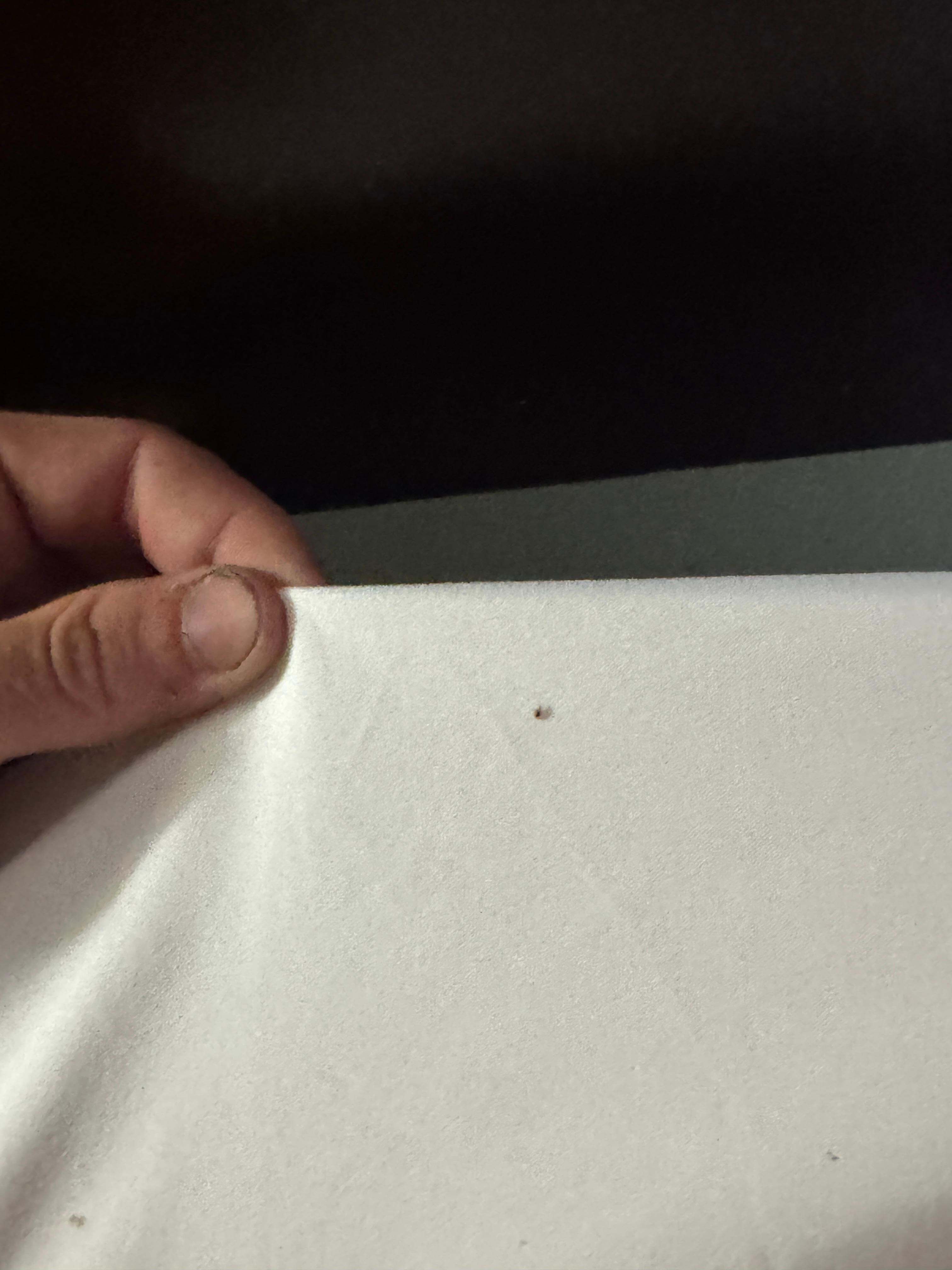 Bed bug from room 