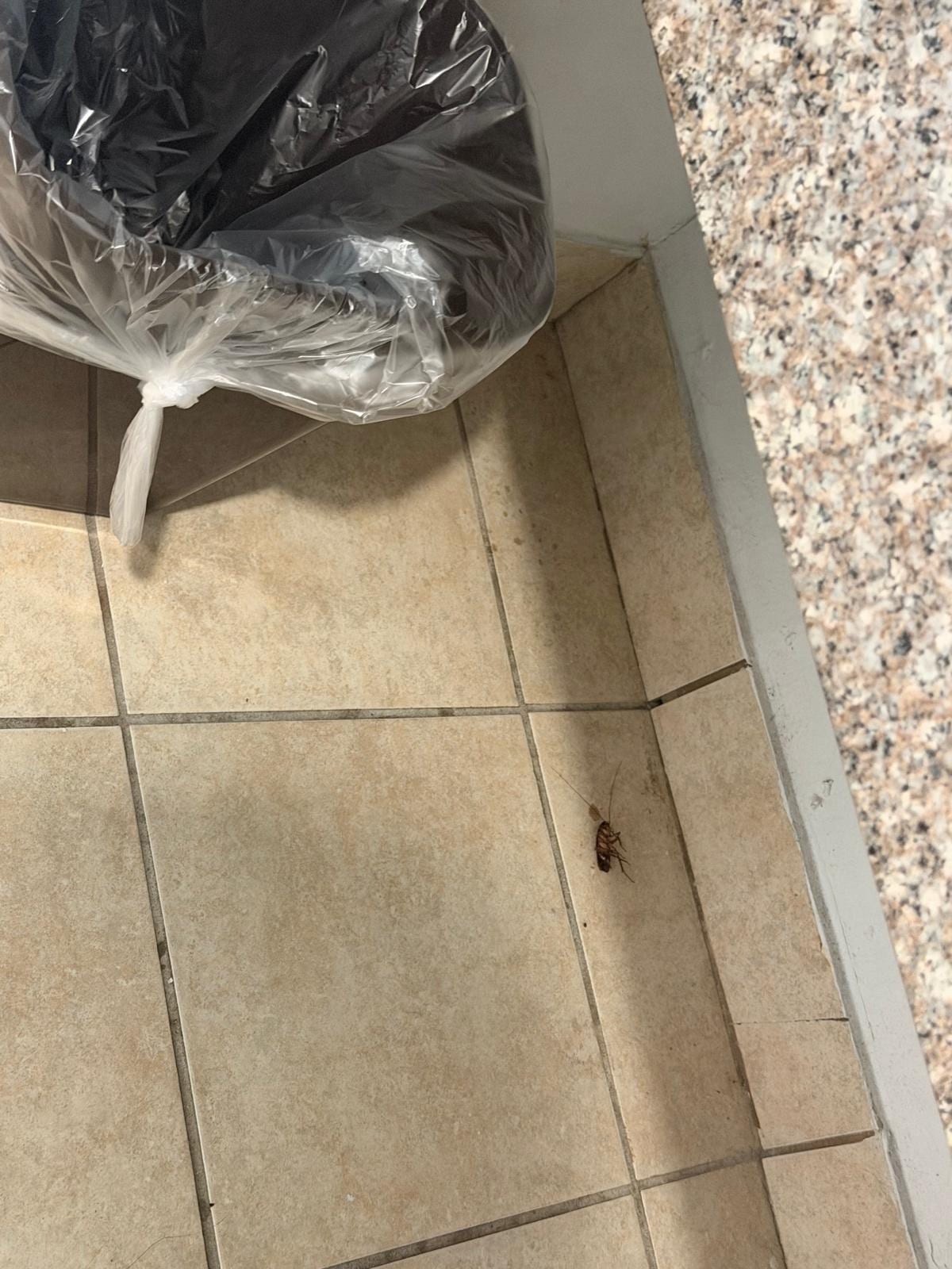 It felt like a few players from the cockroach football team were staying in the room with us.