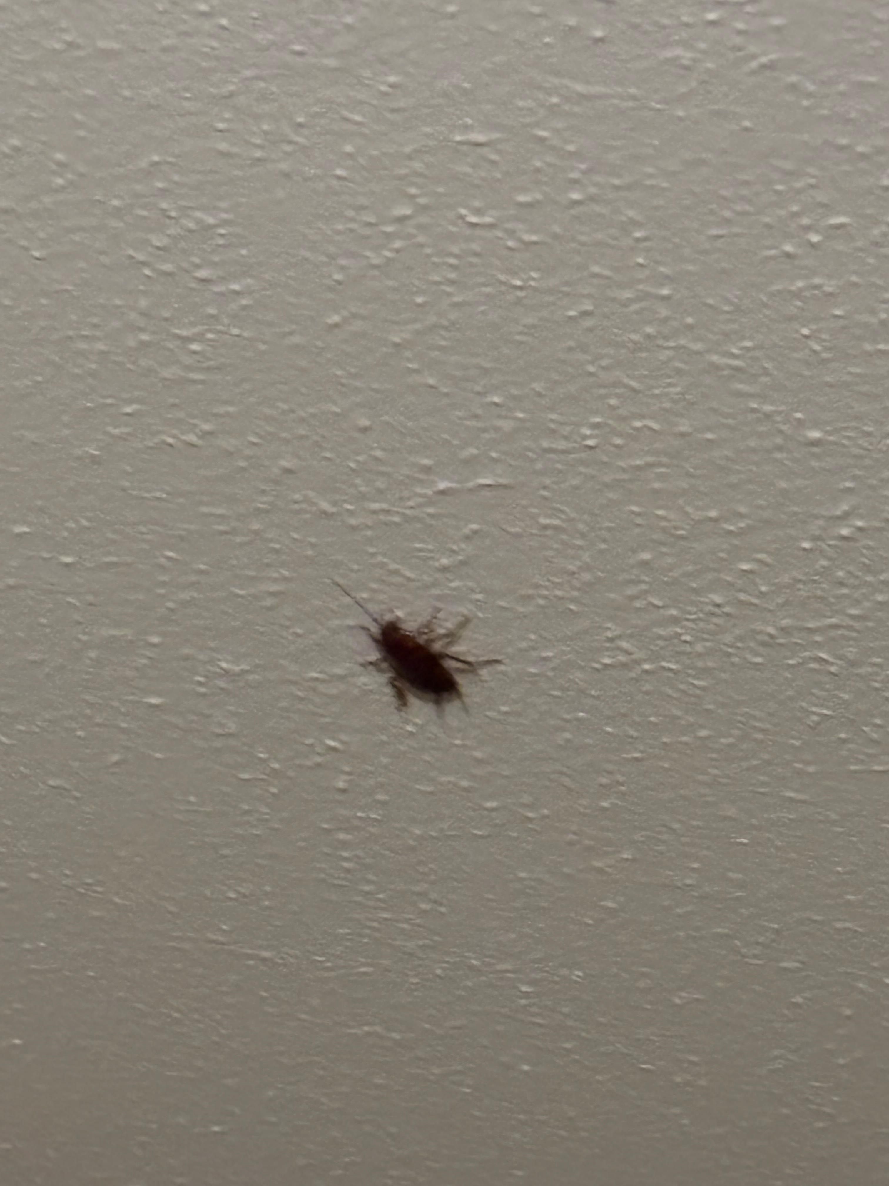 Cockroach on ceiling