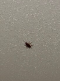 Cockroach on ceiling