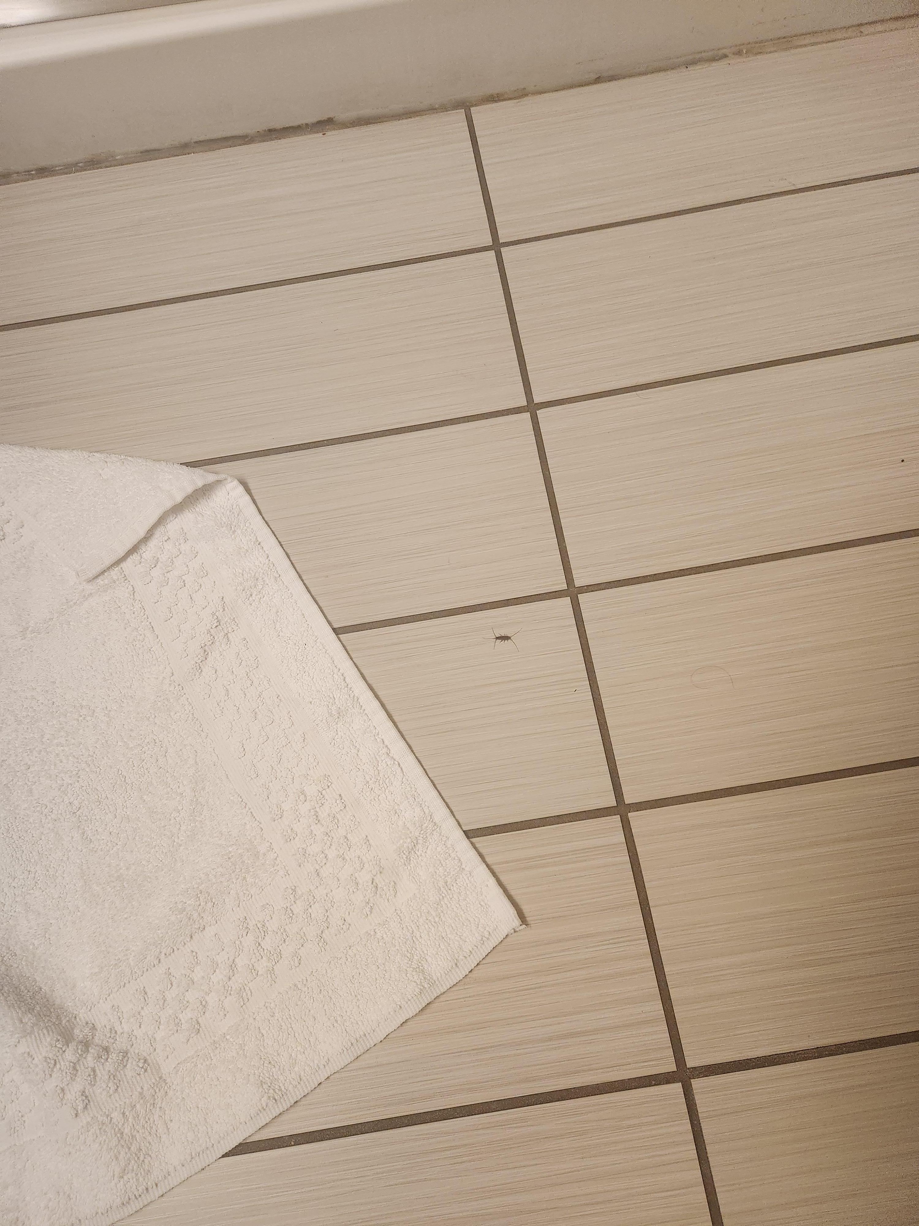 Bugs in the bathroom 