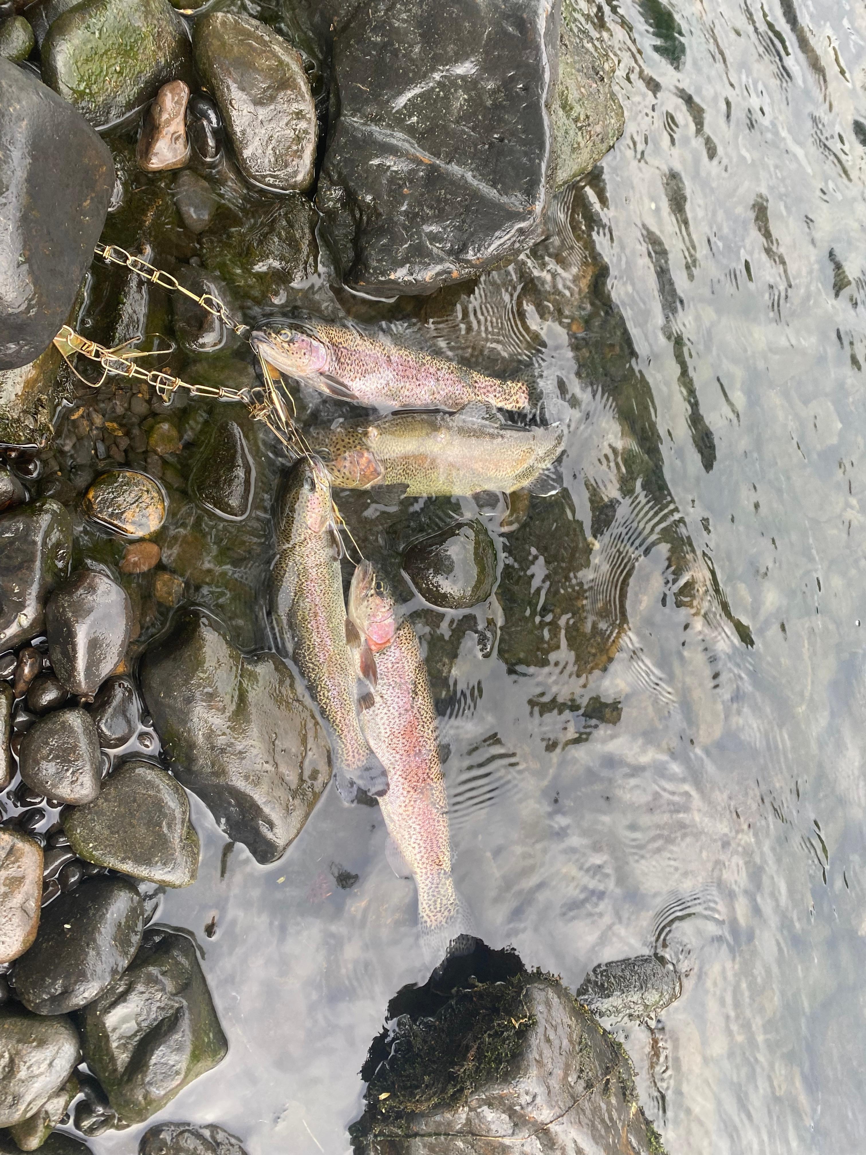 Trout.