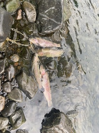 Trout.