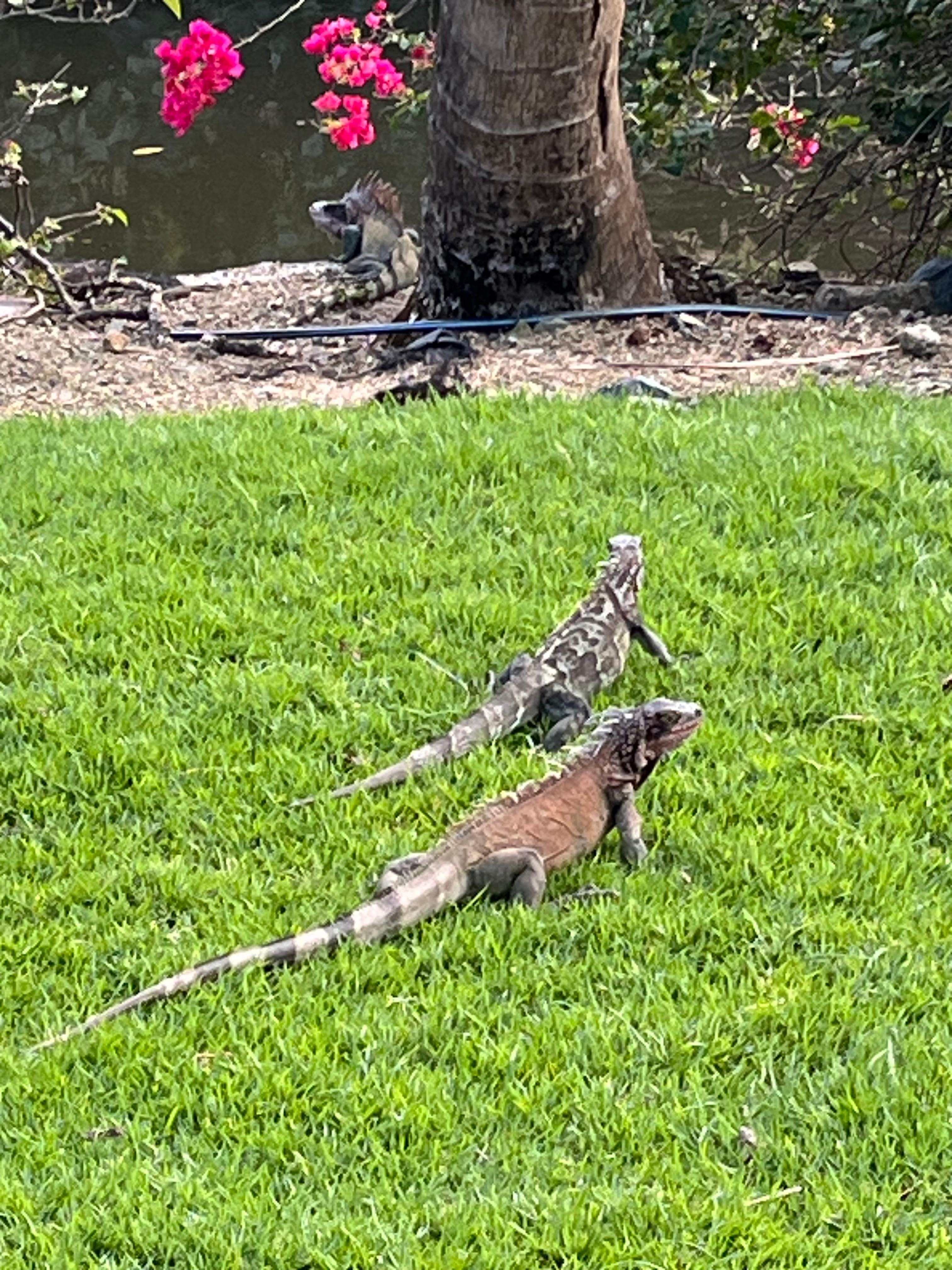 Dragons are like tropical squirrels and are everywhere! 