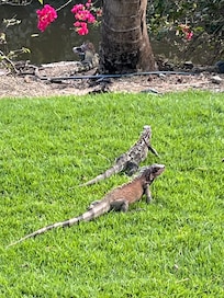 Dragons are like tropical squirrels and are everywhere!