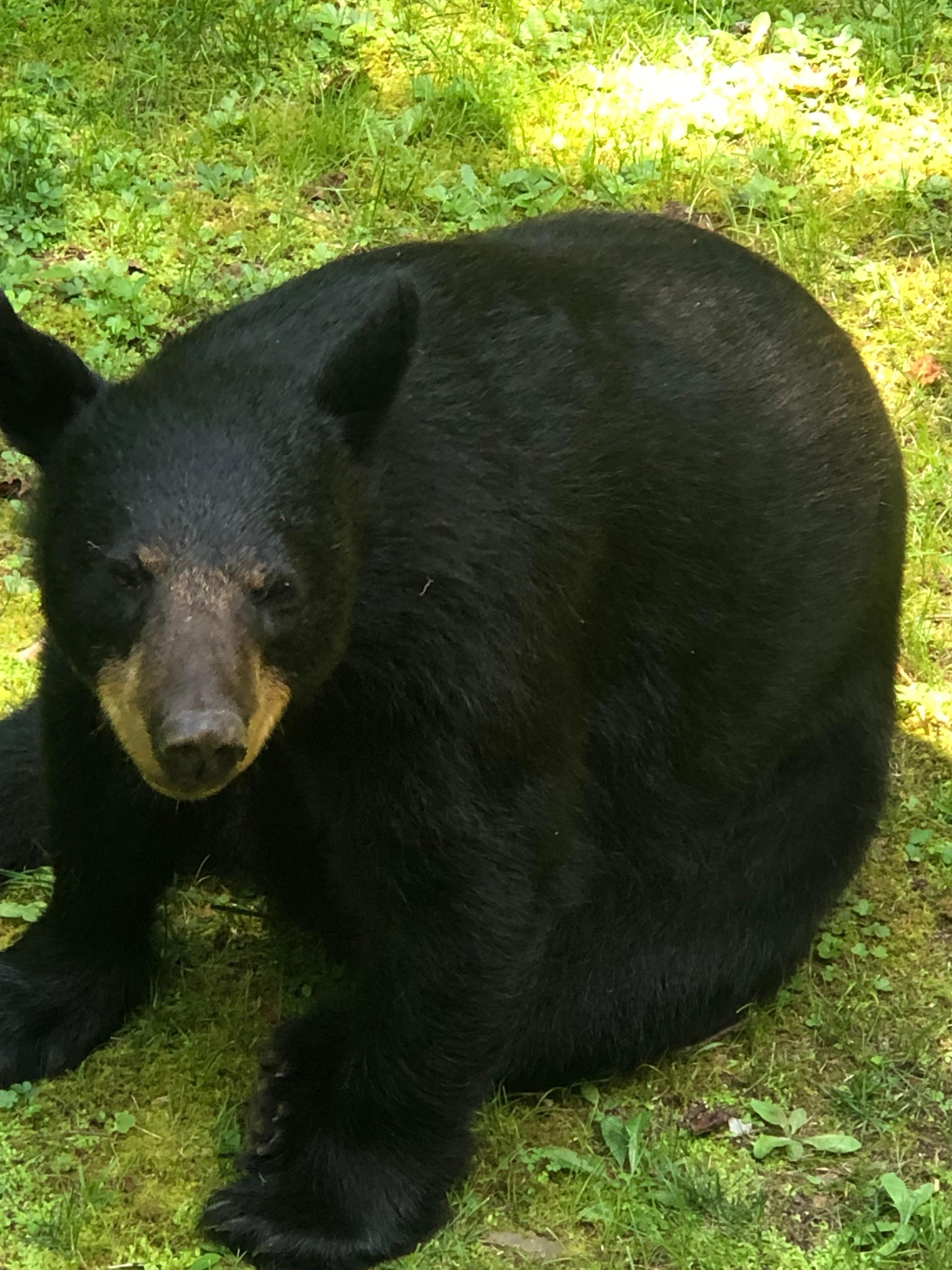 We saw this beautiful bear every day by the deck.