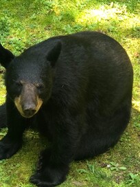 We saw this beautiful bear every day by the deck.