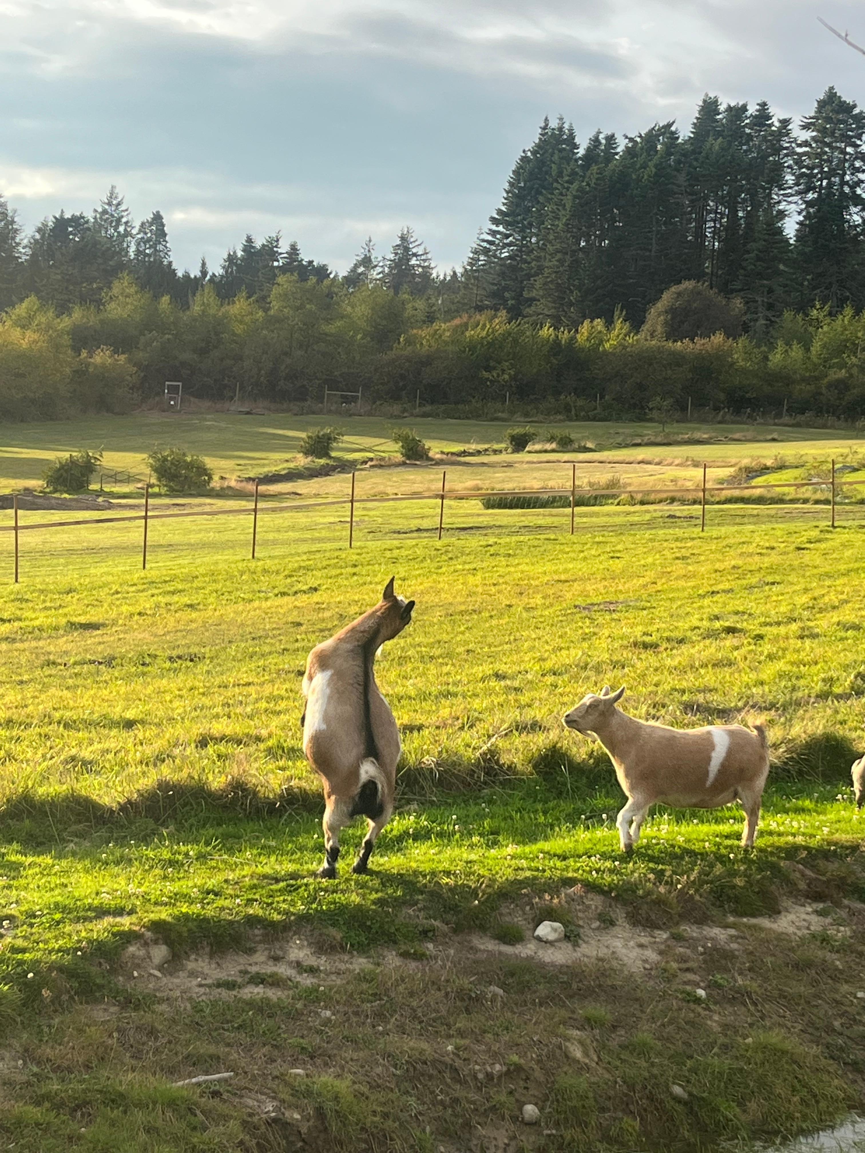 Happy goats