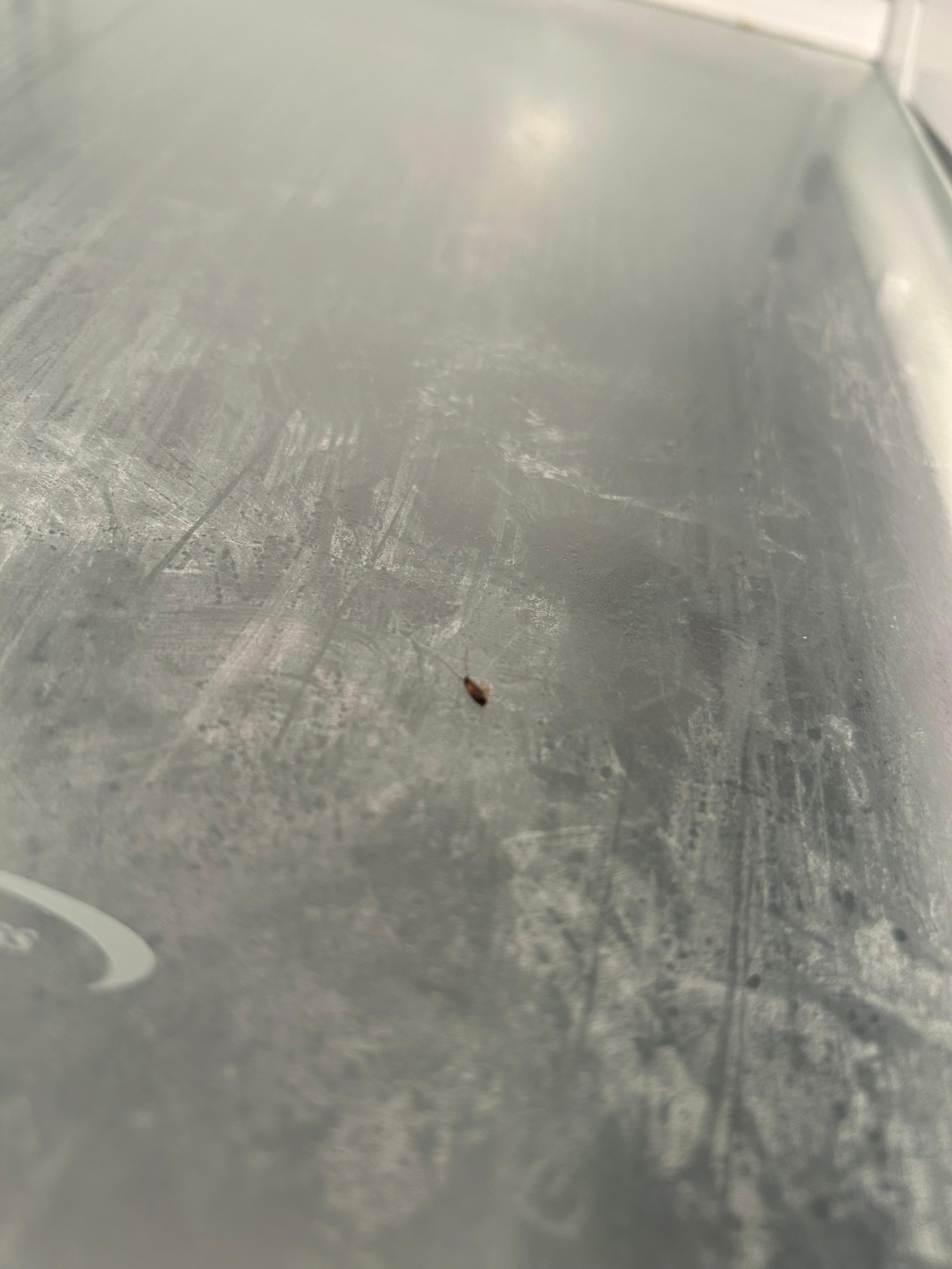 Bugs found IN the refrigerator 