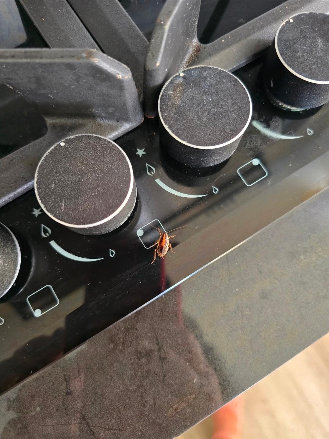 Cockroach on the kitchen stove