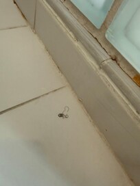 Pubic hair in shower
