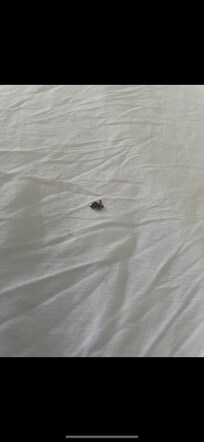 Fleas in beds